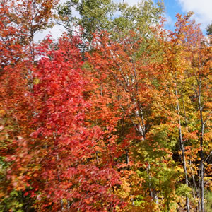 秋のローレンシャンの紅葉は絶景